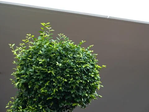 Shrub in front of a Building Stock Photos