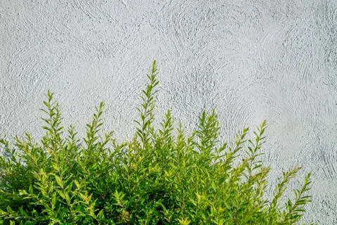Shrub on a gray background Stock-Fotos
