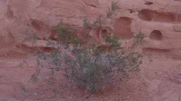 A shrub growing out of the red rocks in the Valley of Fire park. Stock Footage 86021565