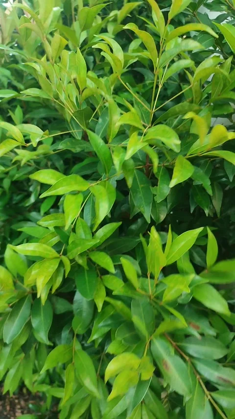 Shrub Leaves Blowing in Strong Wind – Relaxation Footage 库存影片 332353404