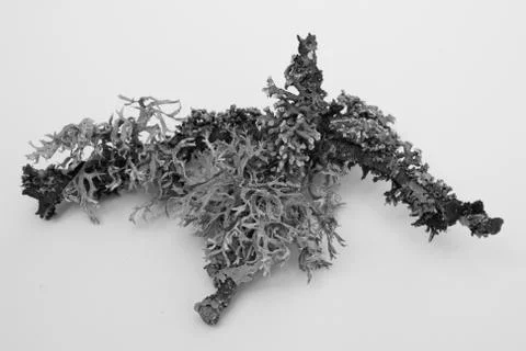 Shrub-lichen Stock Photos