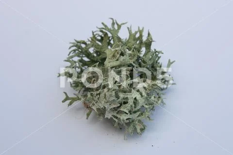 Shrub-lichen Stock Photos