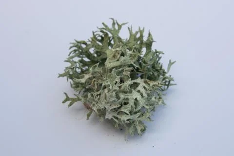 Shrub-lichen Stock Photos