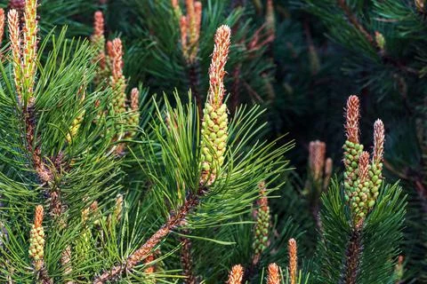 Shrub mountain pine blooming in spring Fotos Stock