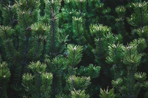 Shrub mountain pine tree - Pinus mugo, closeup Stock-Fotos
