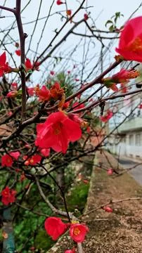 A shrub or not a large tree blooms with red flowers at the end of winter in Stock Photos
