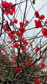 A shrub or not a large tree blooms with red flowers at the end of winter in Stock Photos