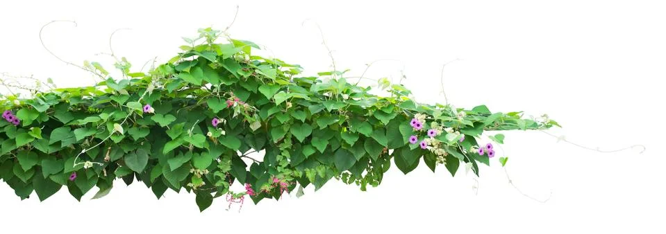 Shrub Foto stock