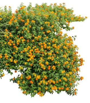 Shrub Foto stock
