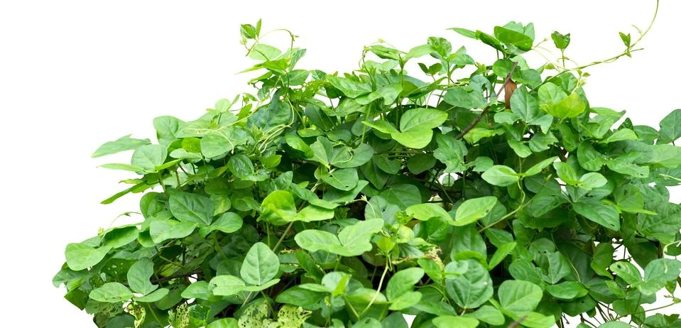 Shrub Stock Photos