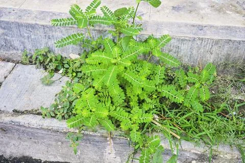 Shrub plant Foto stock