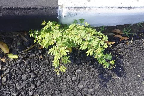 Shrub plant Stock Photos