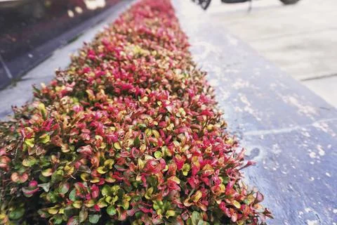 Shrub plant Foto stock
