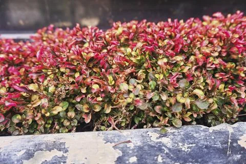 Shrub plant Foto stock
