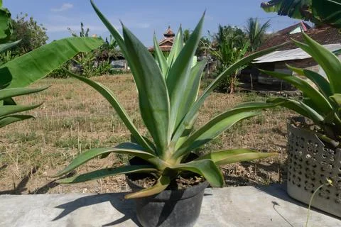 Shrub plant Foto stock