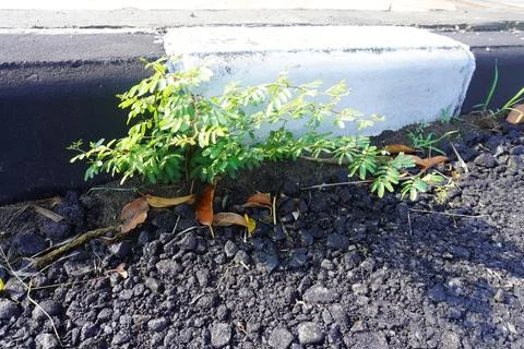 Shrub plants Stock Photos