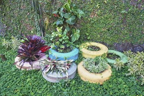 Shrub plants Foto stock