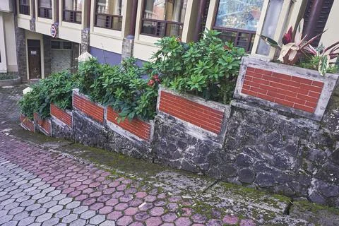 Shrub plants Stock Photos