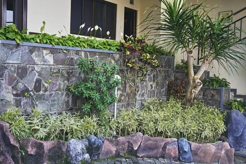 Shrub plants Stock Photos