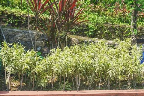 Shrub plants Foto stock