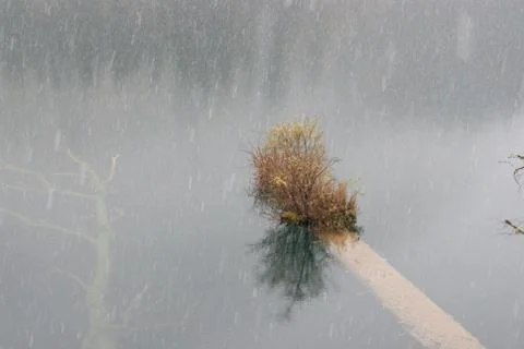 The Shrub in the Rain Stock Photos