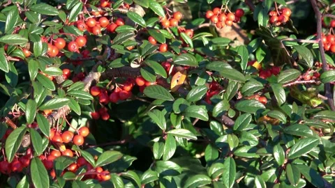 Shrub with red berries. Willow-leaved cotoneaster, Cotoneaster salicifolius. Stock Footage 165763384