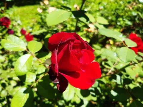 Shrub Red Rose Stock Photos