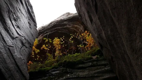 Shrub on a rock Stock Footage 80938642