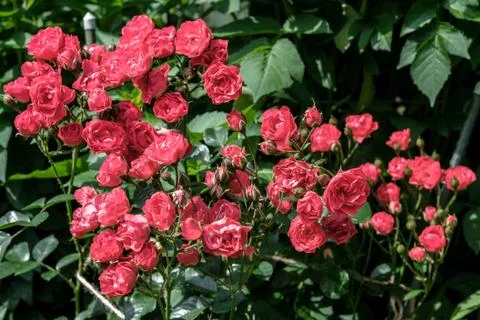 Shrub rose with many small red buds. Stock Photos