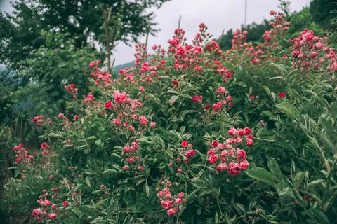 Shrub rose Stock Photos