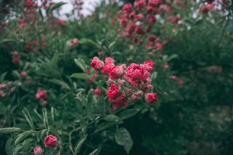 Shrub rose Stock Photos