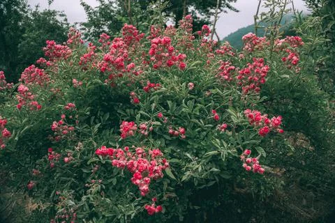 Shrub rose Stock Photos