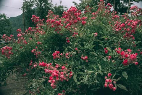 Shrub rose Stock Photos