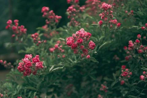 Shrub rose Stock Photos