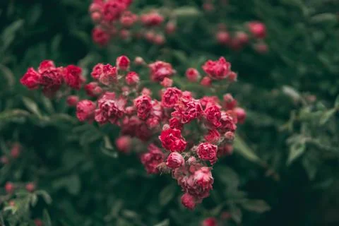 Shrub rose Stock Photos