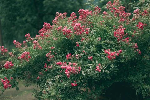 Shrub rose Stock Photos