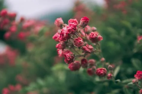 Shrub rose Stock Photos