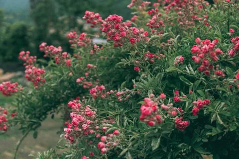 Shrub rose Stock Photos