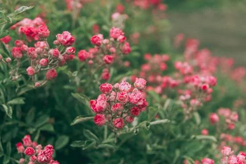Shrub rose Stock Photos
