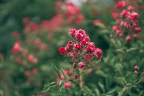 Shrub rose Stock Photos