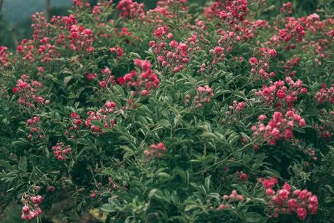 Shrub rose Stock Photos
