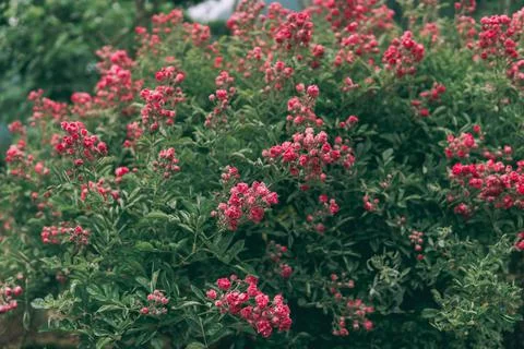 Shrub rose Stock Photos