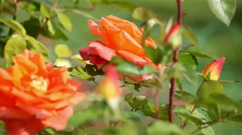 Shrub roses flowers Stock Footage 8692016