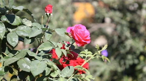 Shrub roses Stock Footage 40493618