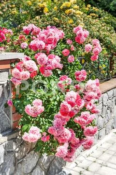 Shrub roses Stock Photos