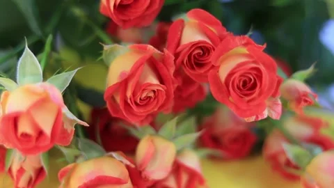Shrub roses on the table Stock Footage 170434058