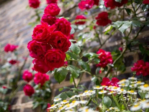 Shrub roses on a wall Stock Photos