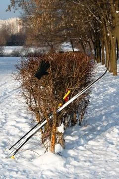 Shrub with skis Stock Photos