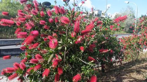 Shrub small tree Callistemon blooms on the side of the road in the city in the 스톡 사진