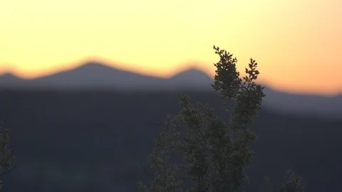 Shrub in the Sunset Stock Footage 90528253